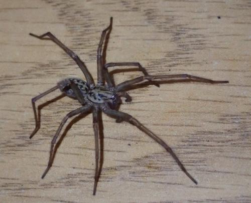 Eratigena sp.
